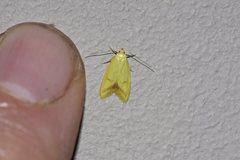 Aeolothapsa malacella
