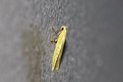Aeolothapsa malacella
