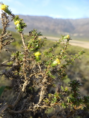Marasmodes spinosa