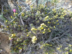 Marasmodes spinosa