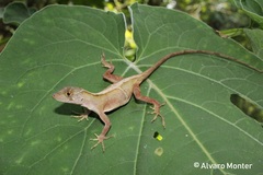 Anolis schiedii