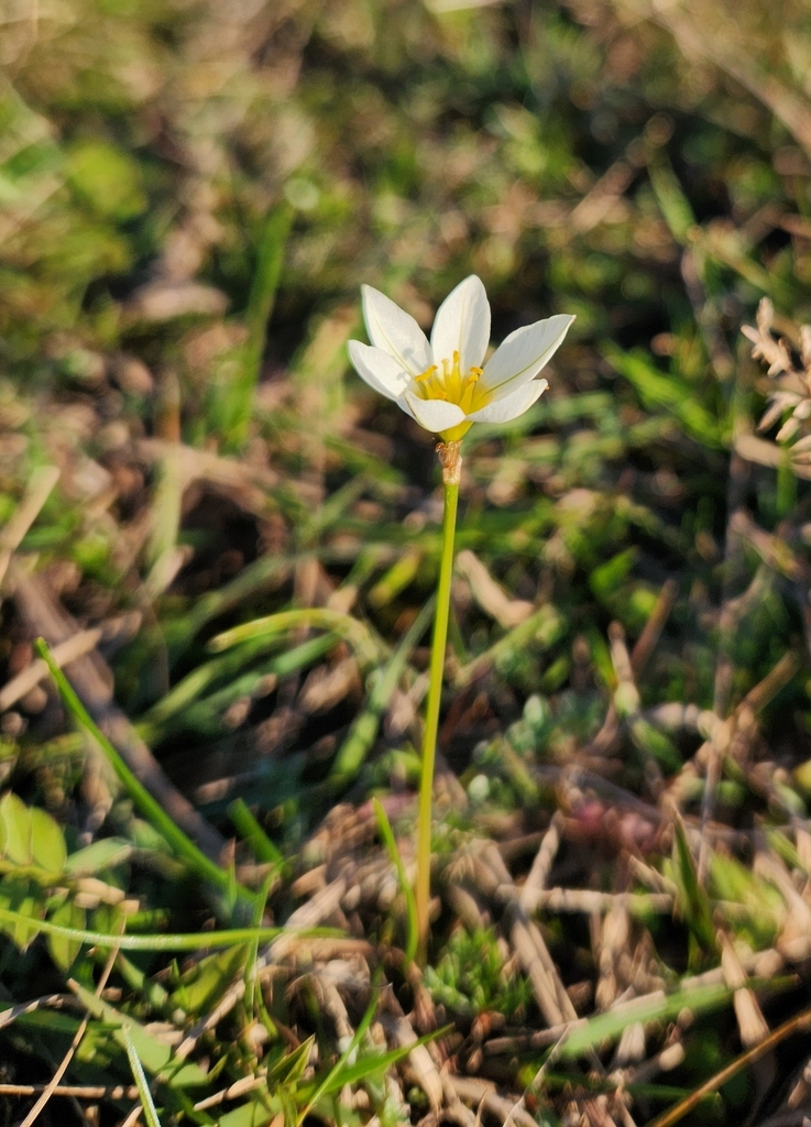 Nothoscordum marchesii