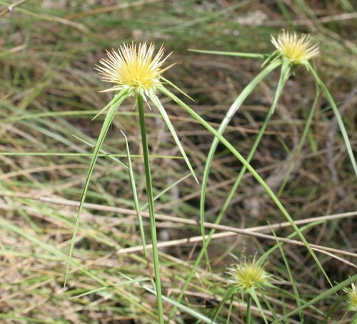 Rhynchospora affinis