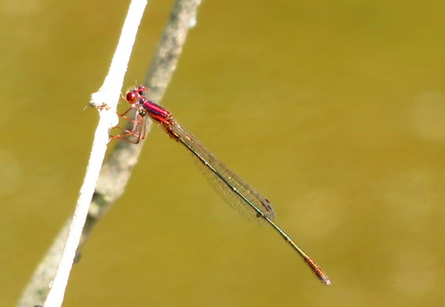 Burgundy Bluet photo 3