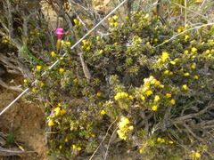 Marasmodes spinosa