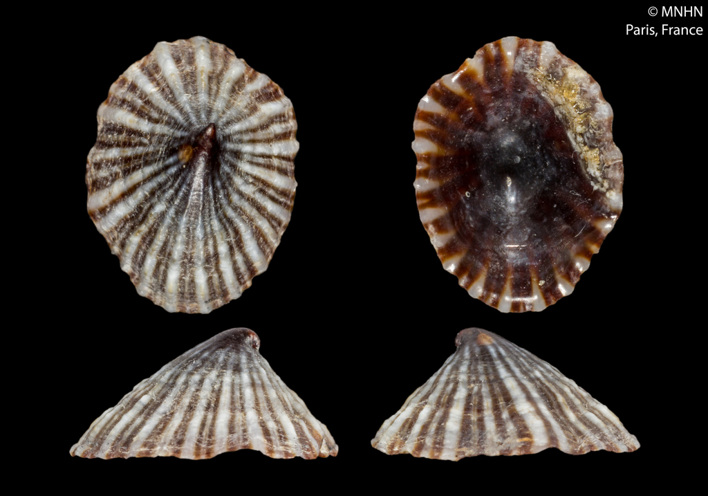 Guam False Limpet