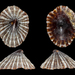 Guam False Limpet - Photo (c) 

Manuel CABALLER, some rights reserved (CC BY)