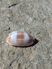 カバフダカラ
