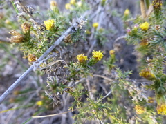 Marasmodes spinosa