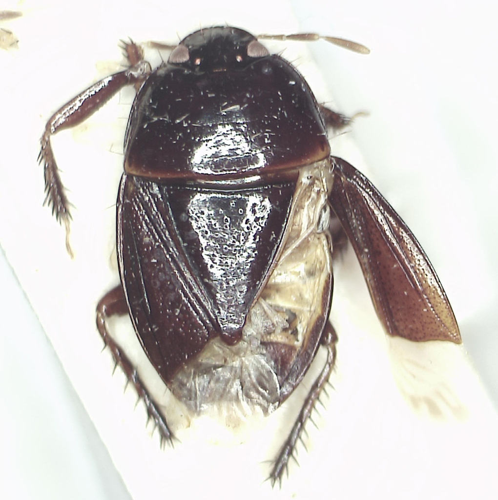 Macroscytus glaberrimus