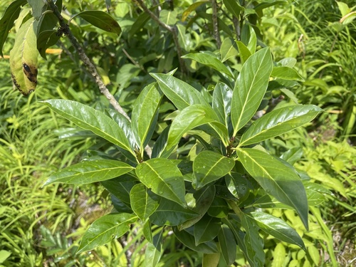Ilex leucoclada iNat (1)