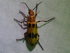 Pyrota fasciata
