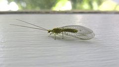 Italochrysa insignis