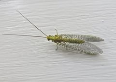 Italochrysa insignis