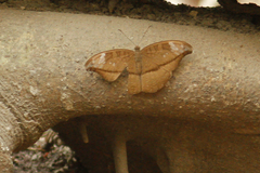 Tanaecia cocytus