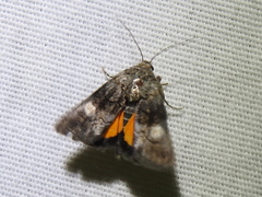Copanarta aurea