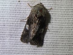 Copanarta aurea