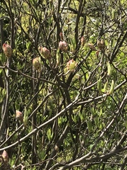 Rhododendron prinophyllum