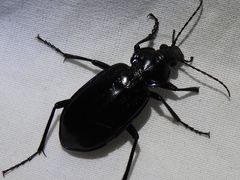 Calosoma macrum