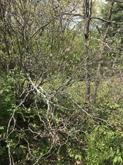Rhododendron prinophyllum