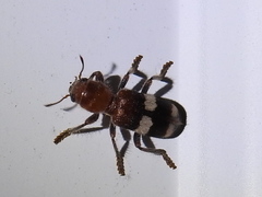 Enoclerus quadrisignatus