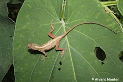 Anolis schiedii