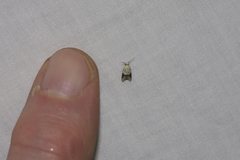 Tracholena sulfurosa