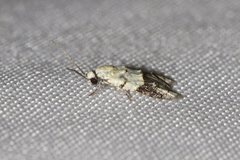 Tracholena sulfurosa