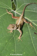 Anolis schiedii