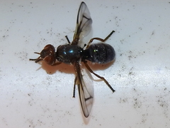 Senopterina caerulescens