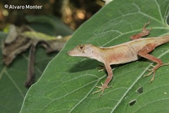 Anolis schiedii