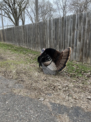 Wild Turkey photographed in Minnesota