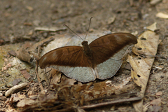 Tanaecia cocytus