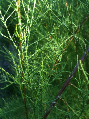 Tamarix parviflora