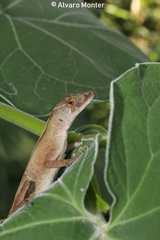 Anolis schiedii