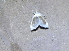 Glaphyriinae