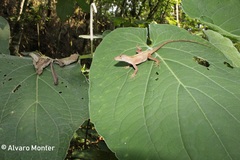 Anolis schiedii