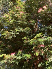 Calliandra parvifolia