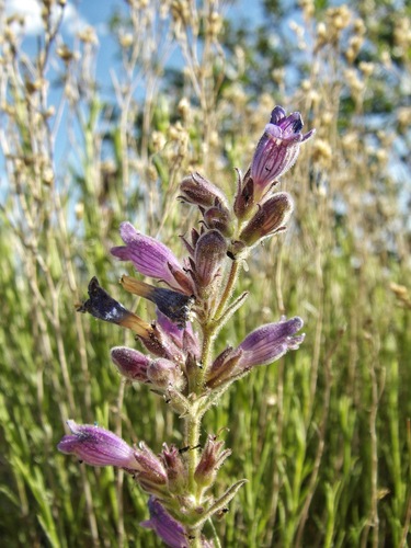 Shortstem Beardtongue (Penstemon breviculus)