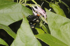 Androloma disparata