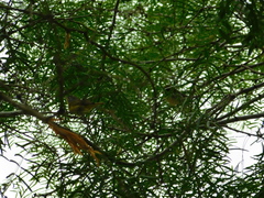 Leiothlypis ruficapilla