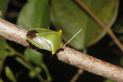 Edessa olivacea