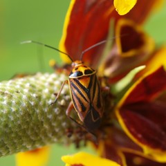 Calocoris barberi