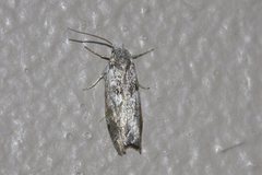 Lichenaula choriodes