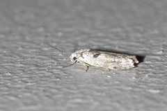 Lichenaula choriodes