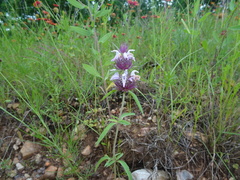 Monarda clinopodioides