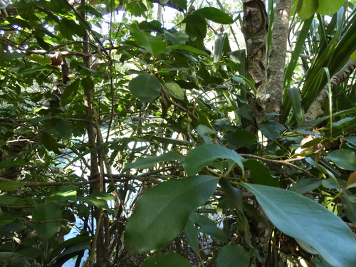 Myrsine lanceolata