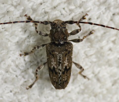 Aegomorphus modestus