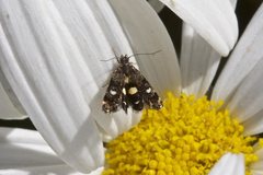 Petalanthes hexastera