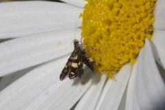 Petalanthes hexastera